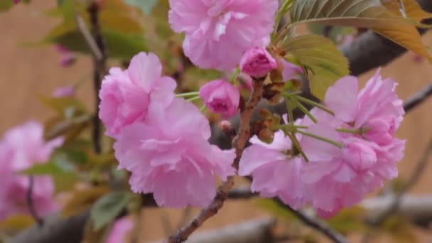 Almond Blossom Streets Italy — Stock Video
