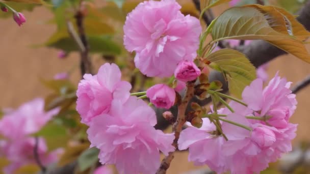 Almond Blossom Streets Italy — Stock Video