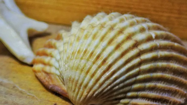 背景の海の貝殻 — ストック写真