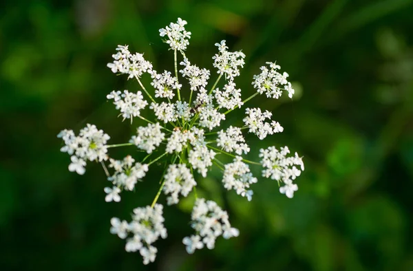 Montagna Fiore Primo Piano Sfondo Sfocato — Foto Stock