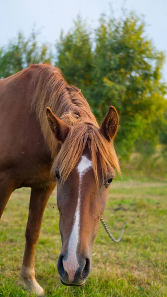 Alone Brown Horse Grazing Summer Field Sunset Meadow Sunset — Stock Photo, Image