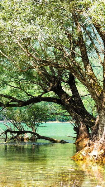 Trees in a lake with roots under water and branches out. Lake of Barrea, Abruzzo, Italy