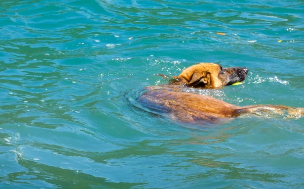 森の近くの水で遊んでいるドイツの羊飼い — ストック写真