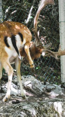 Doğadaki geyik portresi. Ayrıntılar.