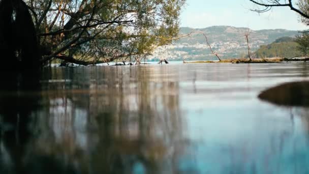 Bäume im See mit Wurzeln unter Wasser. Stadt im Blick — Stockvideo