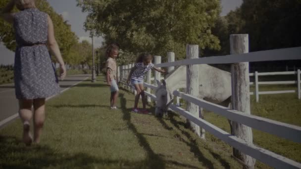 Twee schattige kleine zusters aaien van een paard in park — Stockvideo