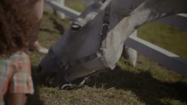 Koně jíst čerstvé zelené trávě farmy — Stock video