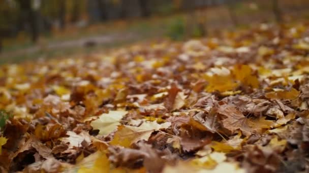 Feuilles d'automne tombées colorées sur le sol — Video