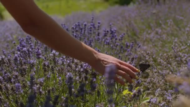 Vrouwelijke hand aanraken butterfly in Lavendel veld — Stockvideo