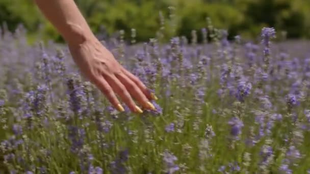 Dames hand zachtjes aanraken lavendel bloemen — Stockvideo