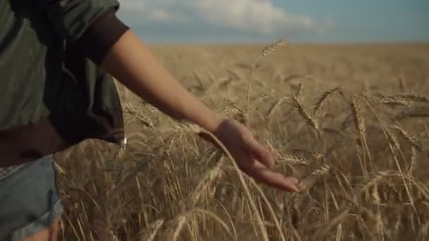 Vrouwelijke hand zachtjes aanraken van spikes van tarwe bij zonsondergang — Stockvideo