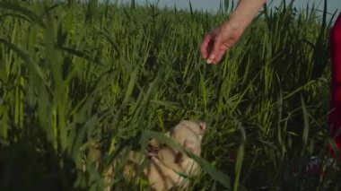 Köpek sahibi ona doğada tapılası chihuahua yediriyor.