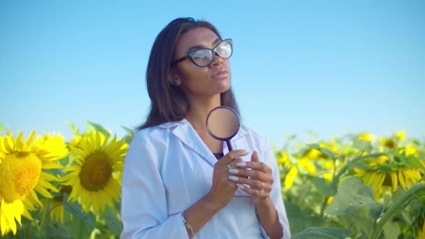 Pensive black woman agronomist in sunflower field — Stock Video