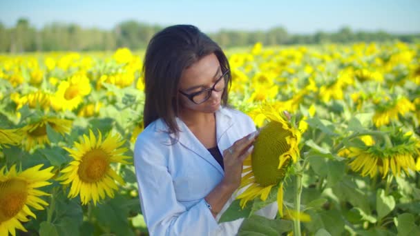 Female agronomist examining crop quality in field — Stock Video