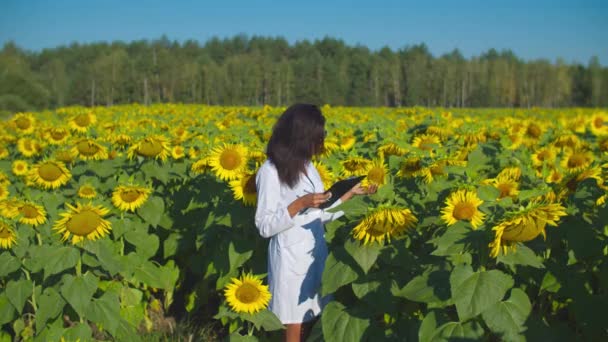 Agronomiste faisant le contrôle de la qualité dans un champ cultivé — Video