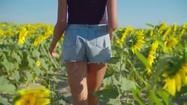 Elegant kvinna som går i blommande solrosfält — Stockvideo