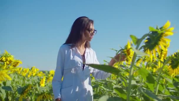 Hübsche Agronomin geht in Sonnenblumenfeld — Stockvideo