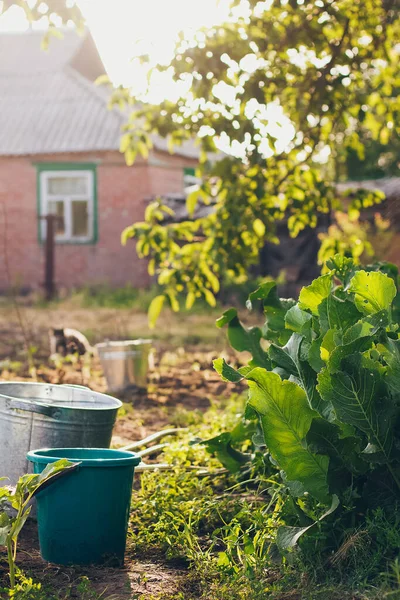 Bahçede taze su dolu kovalar, köknar sulama bitkileri. Çok güzel bir ışık. Dacha atmosferi.