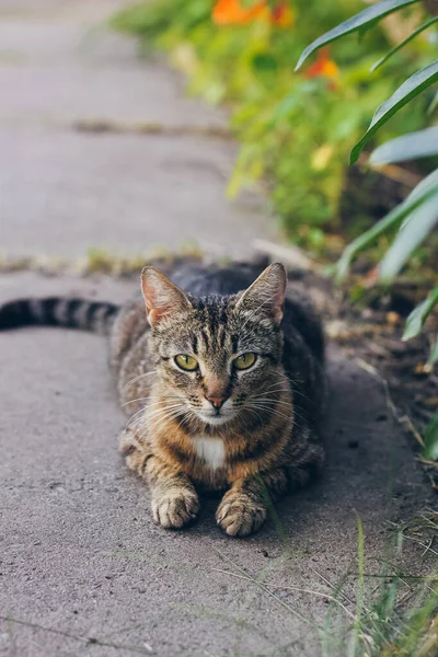 Piccolo gattino grigio ritratto isolato su sfondo rustico — Foto Stock