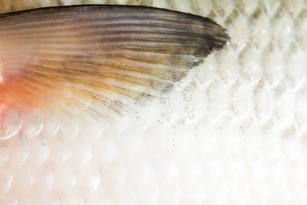 Bream Peces Río Primer Plano Escamas Mariscos Fondo Concepto —  Fotos de Stock