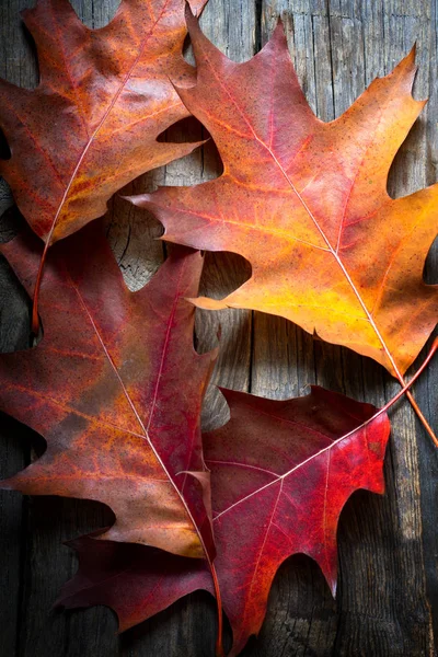 Foglie Colorate Vecchie Tavole Retrò Astratto Autunno Autunno Sfondo — Foto Stock