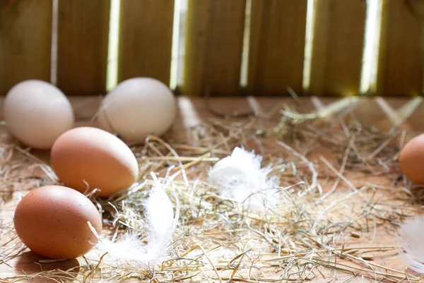 Huevos Ecológicos Orgánicos Gallinero Mañana Pascua Primavera Fondo Abstracto —  Fotos de Stock