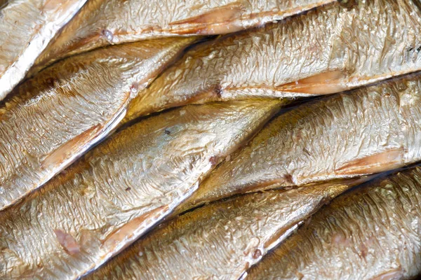 Sardinen Fisch Dose Nahaufnahme — Stockfoto