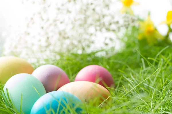 Easter Colorful Eggs Spring Meadow Sunlight Floral Abstract White Green — Stock Photo, Image