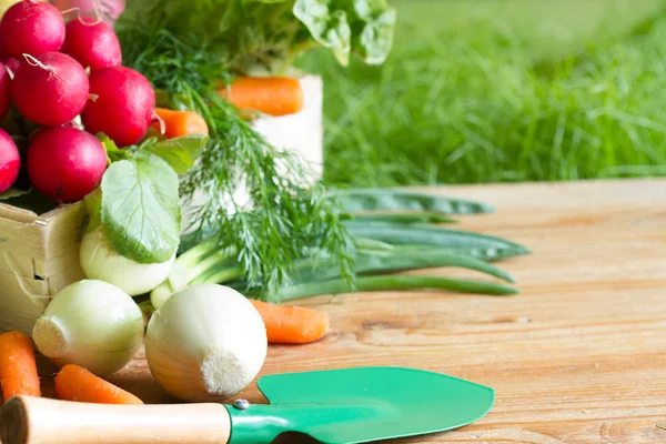 Primavera Verduras Orgánicas Frescas Crudas Cosecha Jardín — Foto de Stock