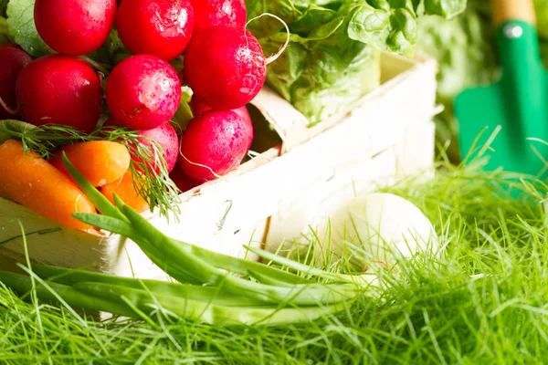 Wiosną Surowców Świeżych Organicznych Warzyw Zbiorów Ogrodzie — Zdjęcie stockowe