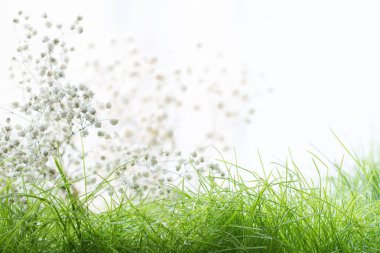 Yeşil çayır çiçek arka plan üzerinde Paskalya çiçeği beyaz çiçekler bahar 