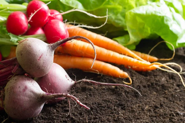 Fresh Raw Spring Vegetables Harvest Garden Organic Background Concept — Stock Photo, Image