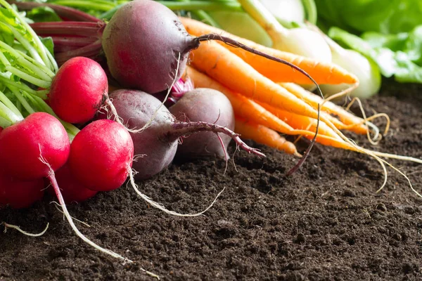 Fresh Raw Spring Vegetables Harvest Garden Organic Background Concept — Stock Photo, Image
