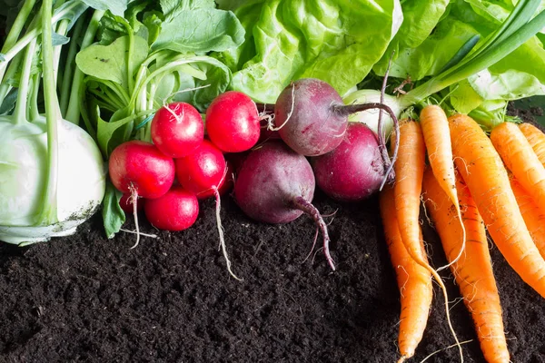 Fresh Raw Spring Vegetables Harvest Garden Organic Background Concept Stock Image