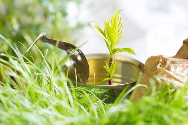 Garbage Ecology Ecosystem Adaptation Concept Tin Plant — Stock Photo, Image