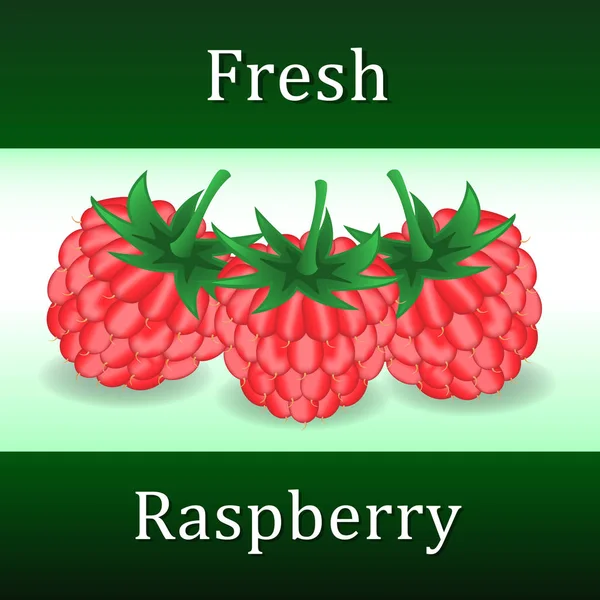 Tiga buah raspberry terisolasi pada latar belakang putih - Stok Vektor