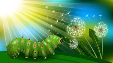 Tırtıl ve karahindiba, Boke.