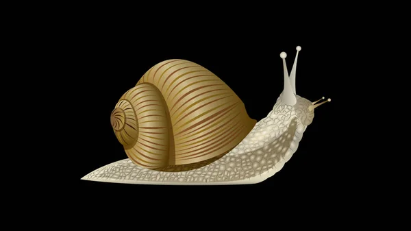 Realistische Schnecke isoliert auf schwarzem Hintergrund. — Stockvektor