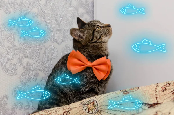 tabby cat with bow at his neck looks at neon glow fishes of blue