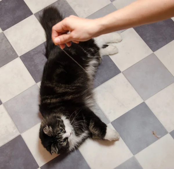 man plays with big black fluffy cat using bowtie toy on string