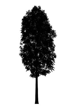 Beyaz arka plan üzerinde ağaç siluet. İzole doğa nesne
