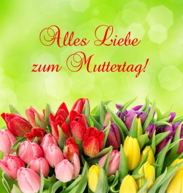 Lale. Taze bahar çiçekleri. Almanca metin anneler günü