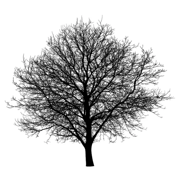 Albero Silhouette Nera Isolato Sfondo Bianco Oggetto Natura — Foto Stock