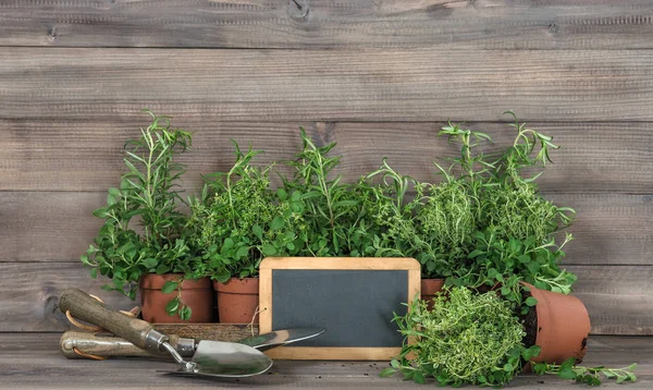 Fresh Herbs Blackboard Healthy Food Ingredients Rosemary Thyme Oregano — Stock Photo, Image