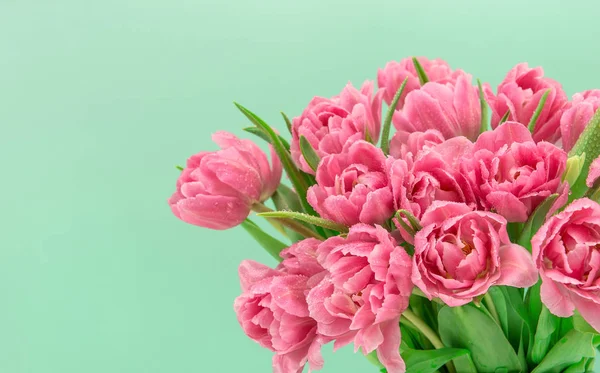 Flores Tulipán Rosa Con Gotas Agua Sobre Fondo Turquesa Claro —  Fotos de Stock