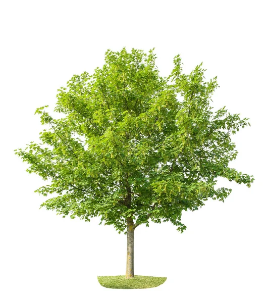 Árvore Bordo Jovem Verde Isolado Fundo Branco Objeto Natureza — Fotografia de Stock
