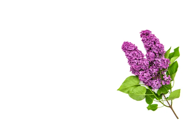 Lilac Flowers White Background Floral Flat Lay — Stock Photo, Image