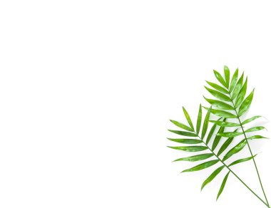 Hurma izole üzerinde beyaz arka plan bırakır. Çiçek düz lay