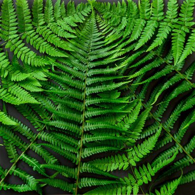Yeşil fern siyah arka plan üzerine bırakır. Çiçek düz kare yatıyordu