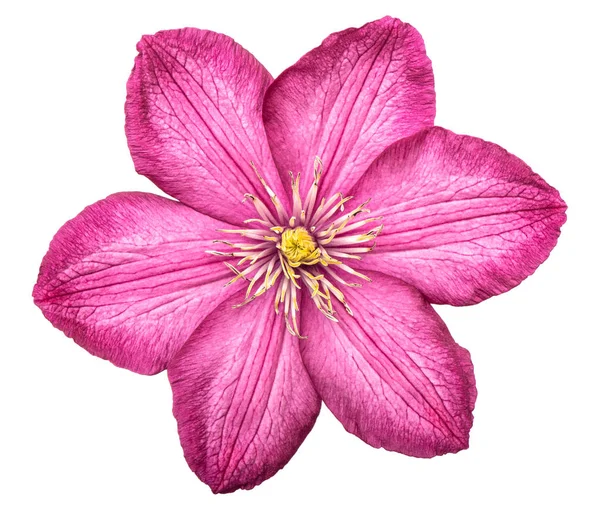 Clematis Blomma Huvudet Isolerad Vit Bakgrund Fräsch Rosa Blomma — Stockfoto